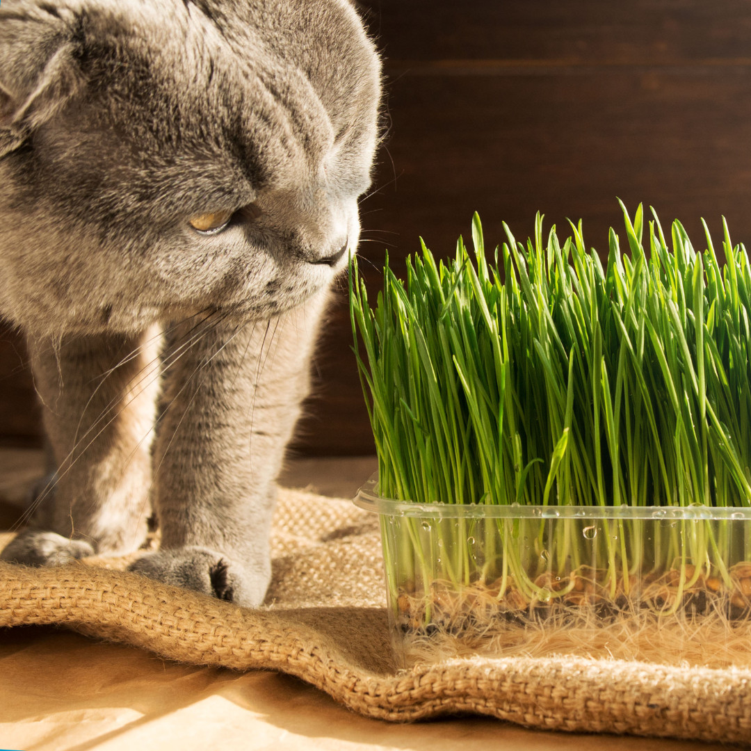 Fresh Cat Grass Seeds | Wheatgrass | Cats | Health | Heirloom Non-GMO | Pets