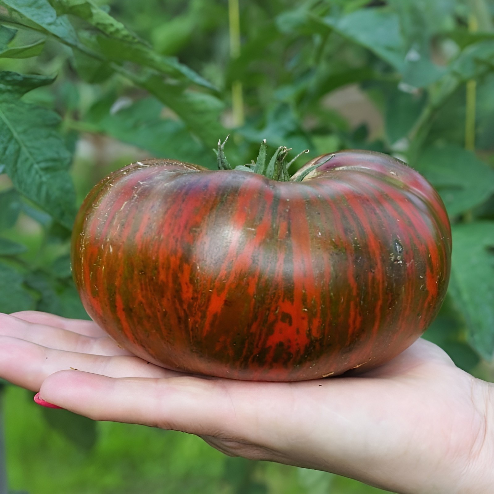 100 Heirloom Vintage Wine Tomato Seeds Large 1LB Chocolate&Red Striped Beefsteak