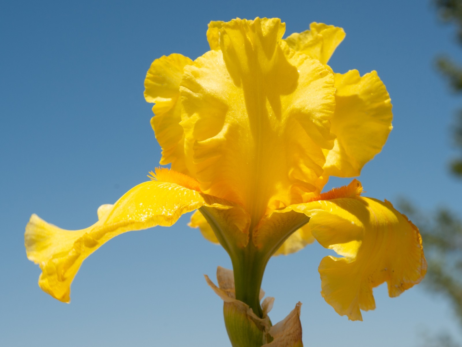 **BEST & BRIGHTEST** Tall Bearded Iris. Pre-Order, Combined Shipping: Jul – Sep