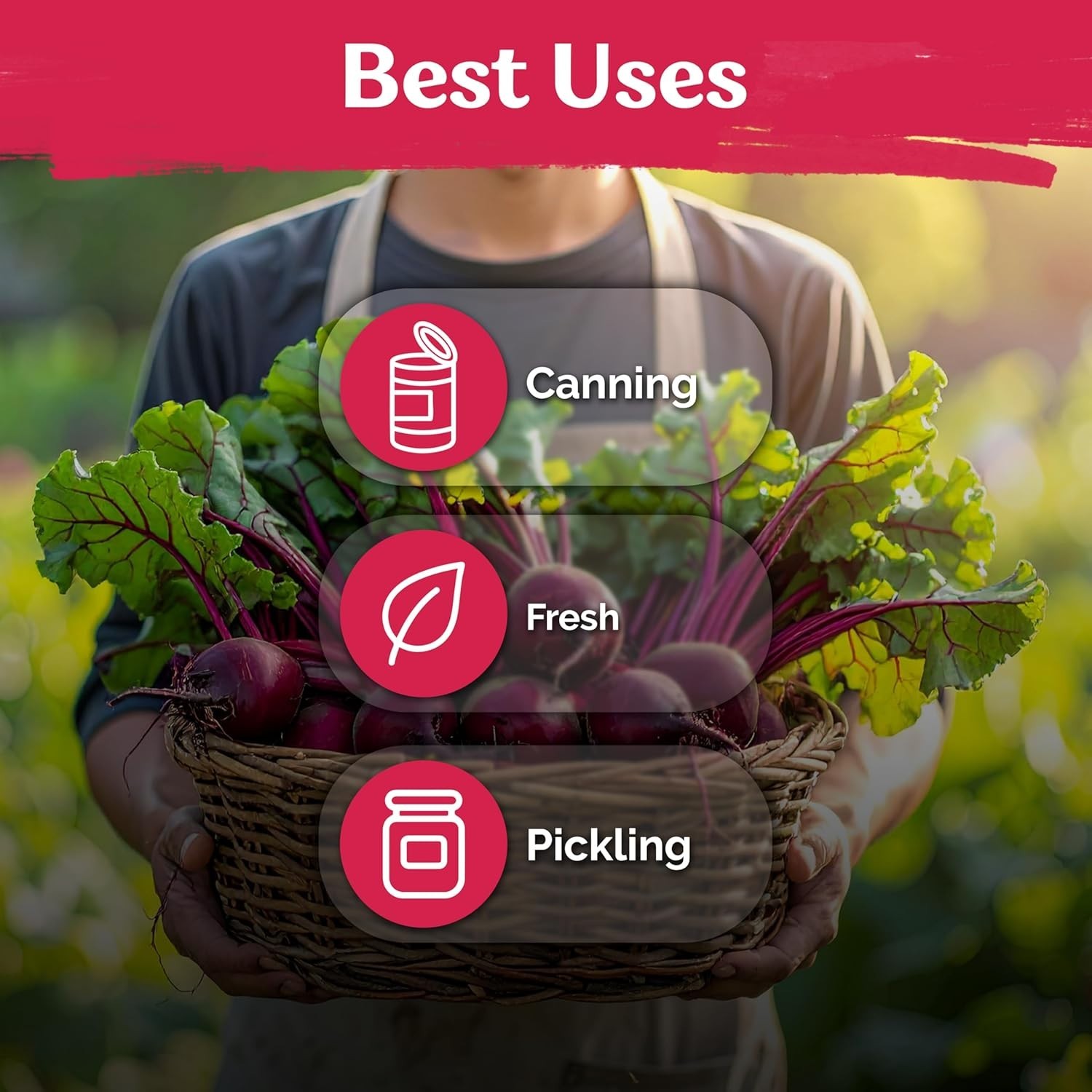 Non-GMO Detroit Dark Red Beet Seeds – 2-3″ Tender Beets with High Germination