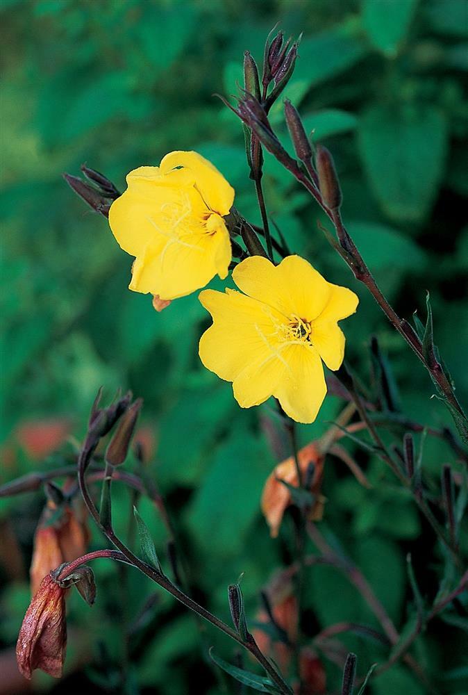 Common Evening Primrose Seeds, Beautiful Yellow Flowers, Fragrant, FREE SHIP