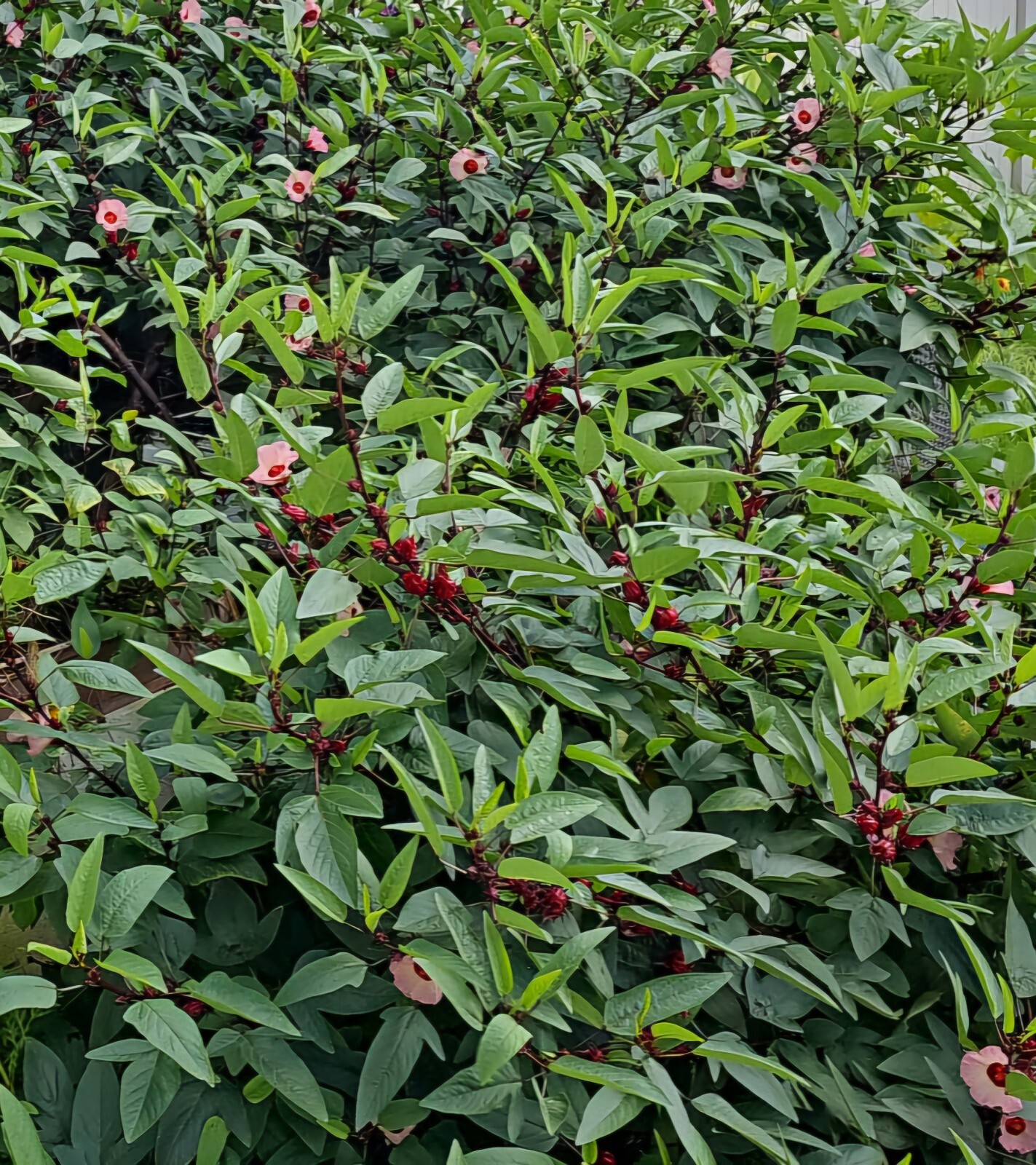 25 Red Hibiscus Roselle Seeds | Sabdariffa Sour Leaf Sorrel Chin Baung Jamaican
