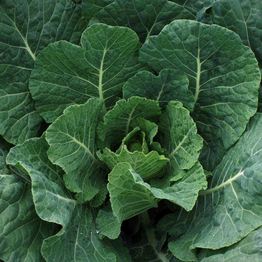 Champion Collard Seeds 300+ Greens Vegetable Microgreen NON-GMO FREE SHIPPING