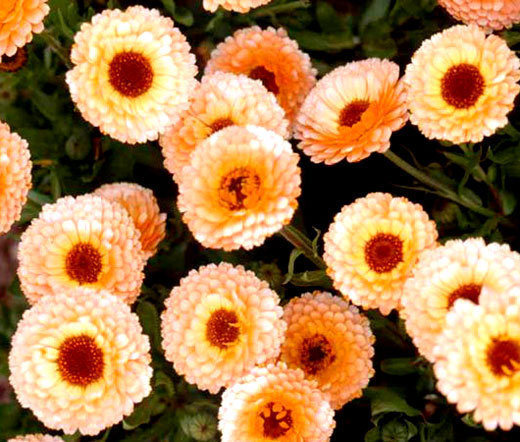 CALENDULA PINK SURPRISE Calendula Officinalis – 200 Bulk Seeds