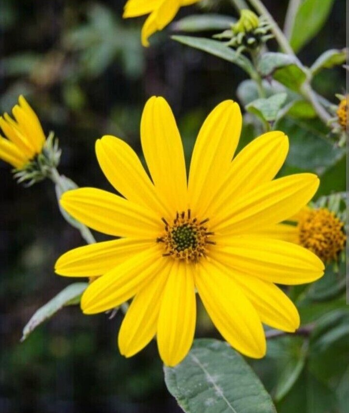 Organic Rooted Fuseau 茯神 Sunchoke Jerusalem Artichoke Helianthus tuberosus 8 oz
