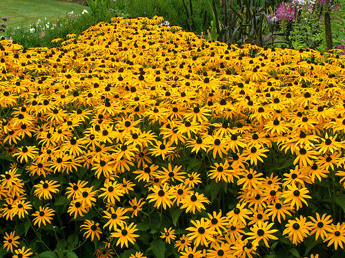 Black-Eyed Susan & Fancy Gloriosa Daisy Combo 190 Seeds~My Botanical Garden Club