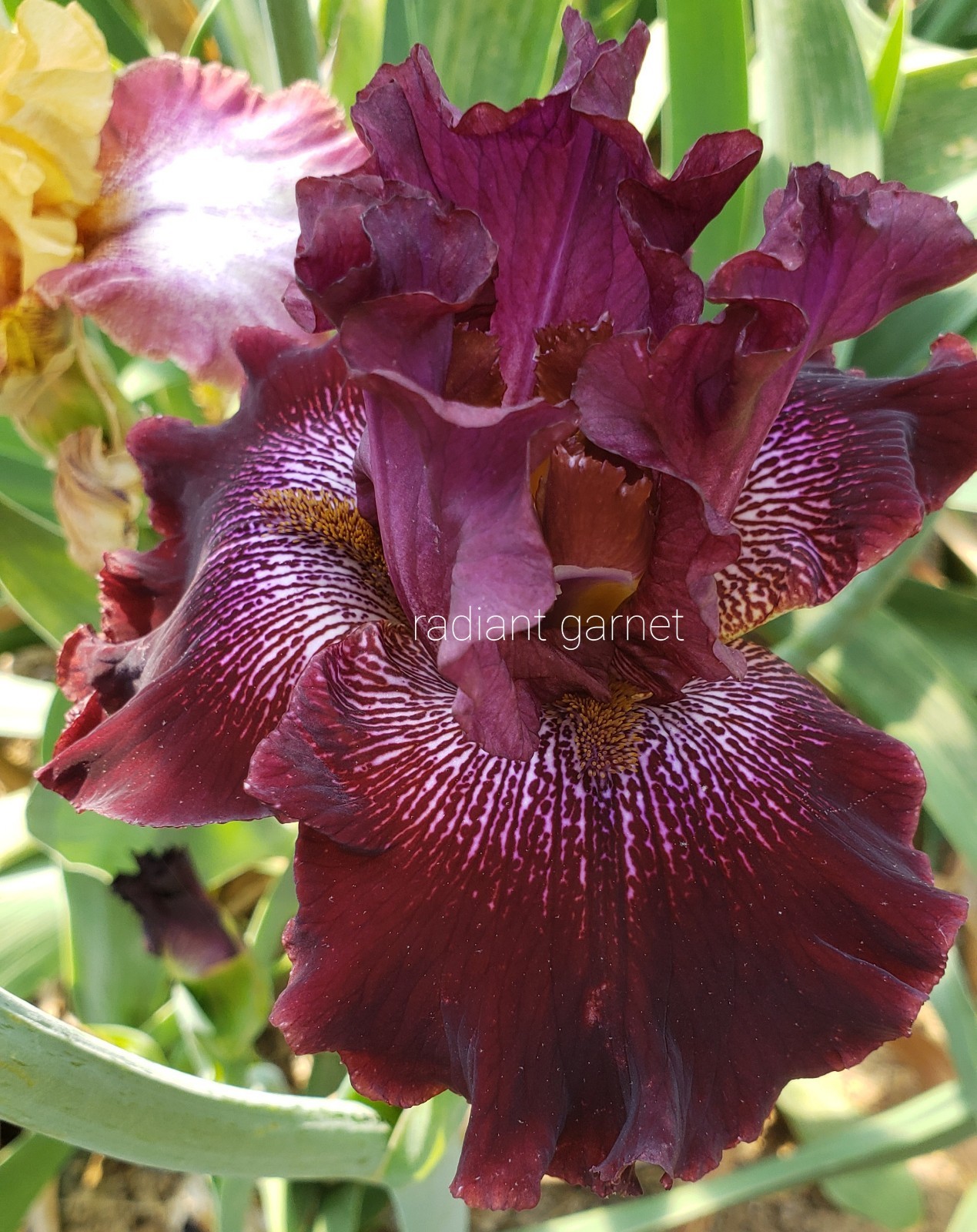 Tall Bearded Iris Radiant Garnet