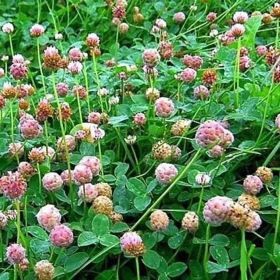 500+ STRAWBERRY PALESTINE CLOVER SEEDS FRESH FOR YOUR FLOWER GARDENS
