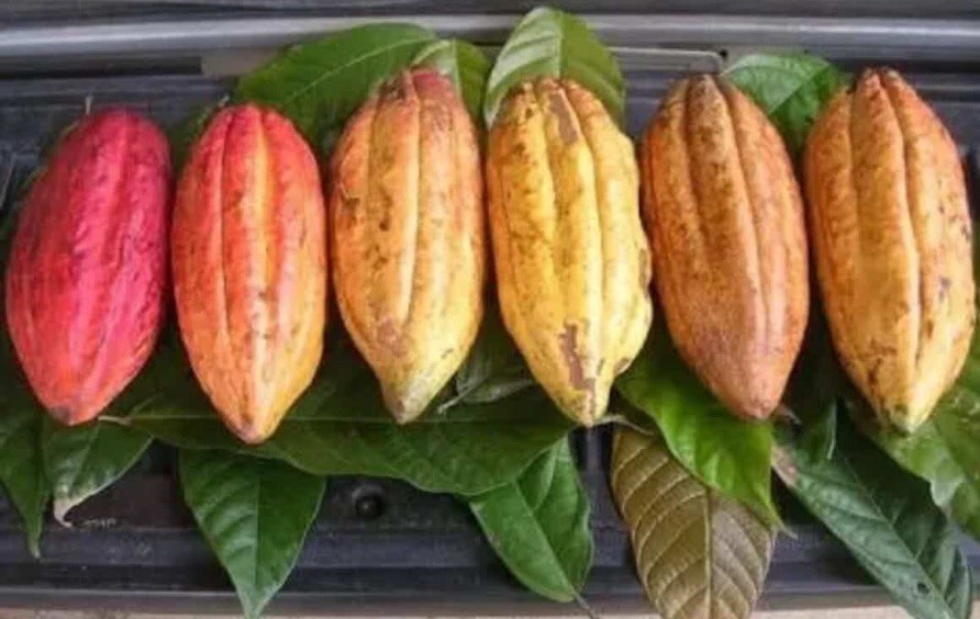 6 CACAO SEEDS (Theobroma cacao) Fresh Tropical Chocolate Tree Seeds 🌿