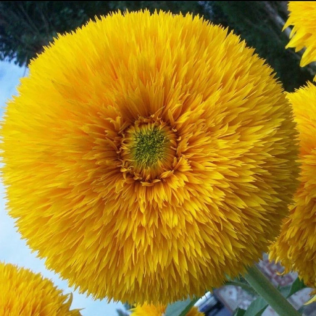 40 Seeds Colorful Sunflower Multi-head dense Sunflower seeds Non-GMO Individual
