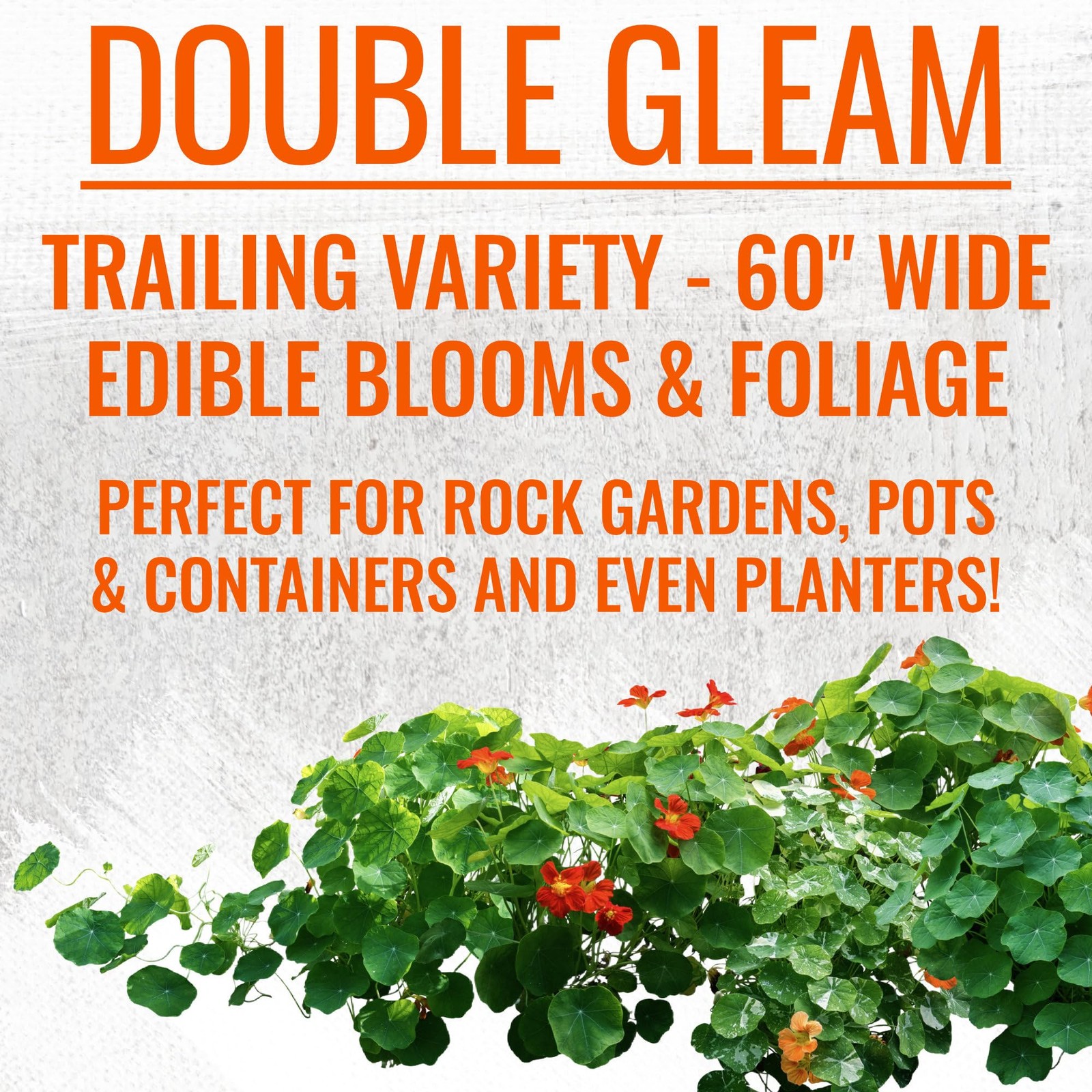 Nasturtium Seeds for Planting Edible Flowers – Collection Set of Jewel Blend …