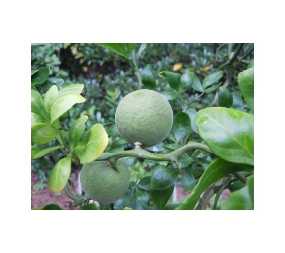TRIFOLIATE ORANGE 9-12″ TREES Quantity 6