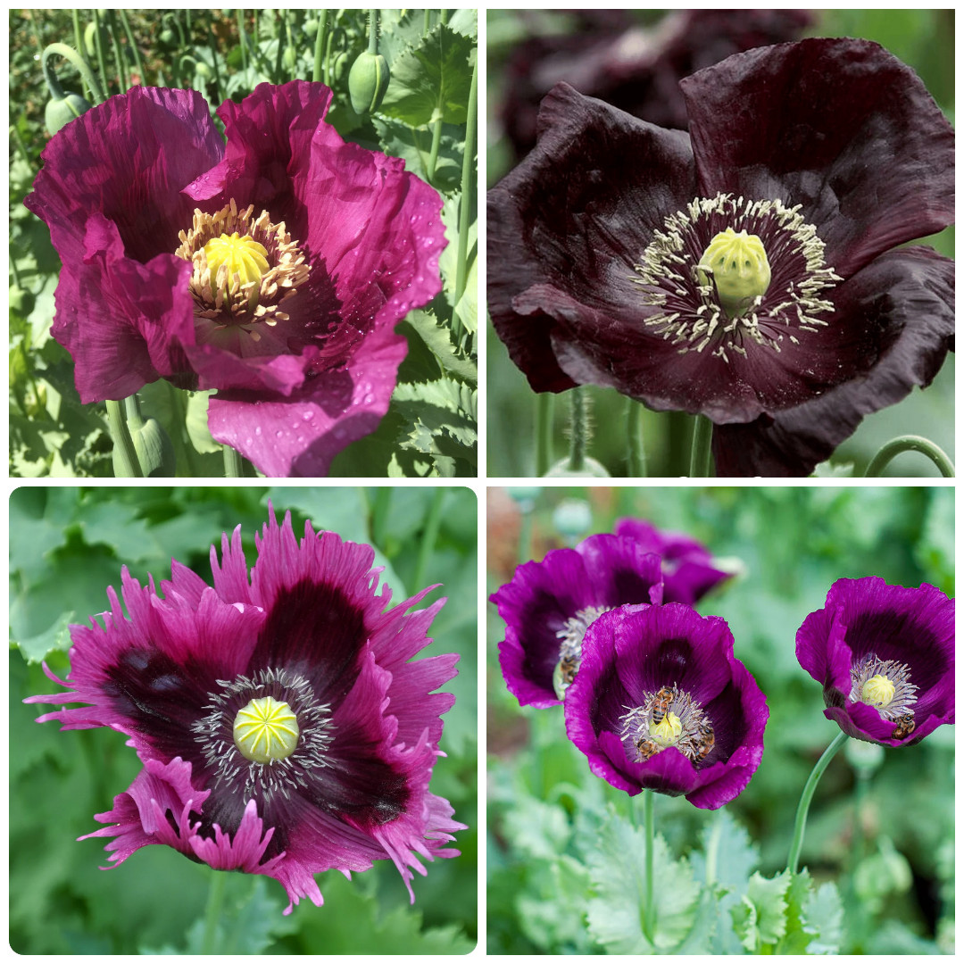 1500 Seed Heirloom Purple Poppy Mix – 4 Famous Varieties – P. Somniferum