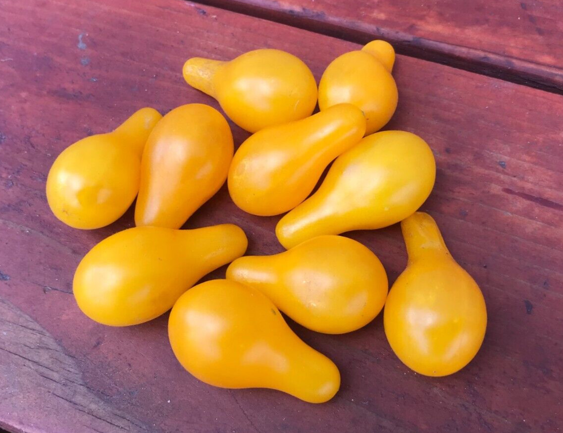 40 CHERRY YELLOW PEAR TOMATO SEEDS HEIRLOOM ORGANIC +gift