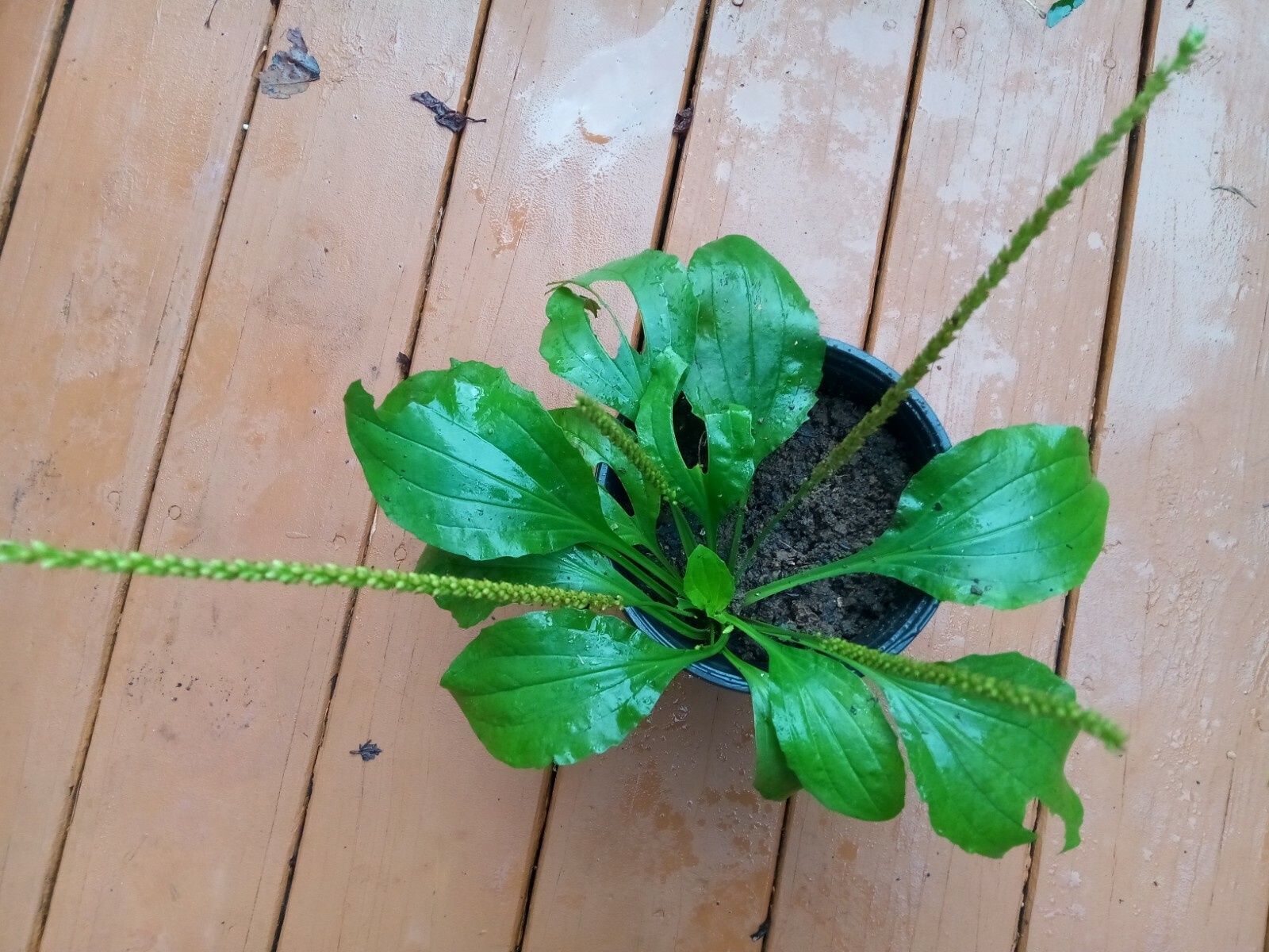 500+ Organic Plantago Major Broadleaf Plantain Seeds.Native Perennial Herb.