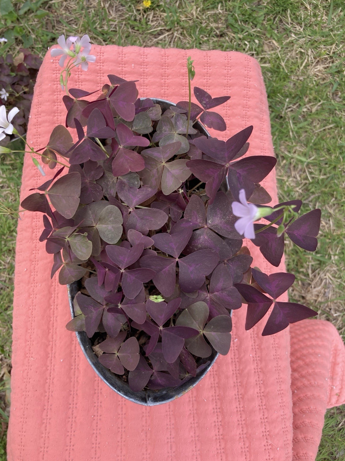 100 Oxalis Triangularis Purple shamrock corms only