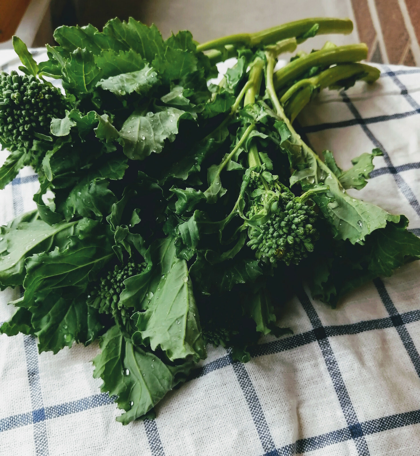 500 Quarantina Broccoli Raab, Broccoli Rabe, Rapini, Cime di rapa (Italy) Seeds
