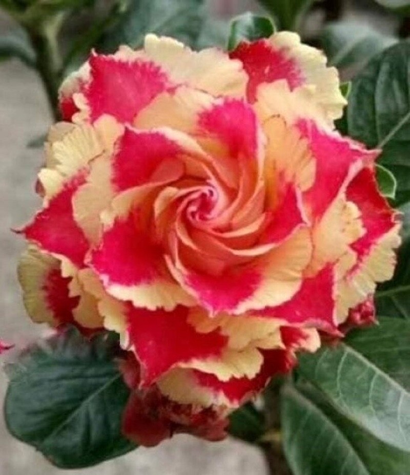 4 Red Orange Desert Rose Seeds Adenium Obesum Flower Perennial Seed US SELLER