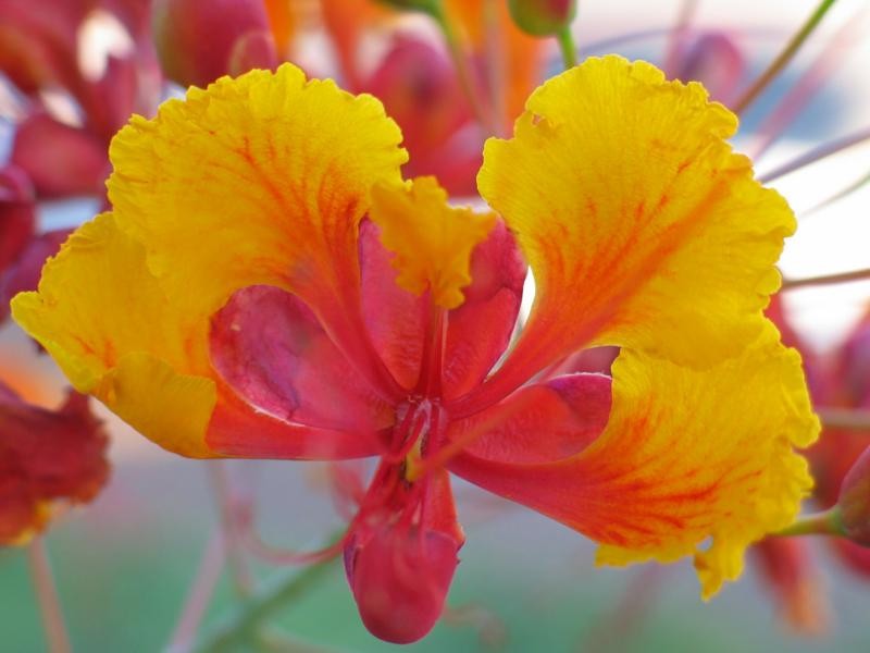 Caesalpinia Pulcherrima aka Red Bird of Paradise 5 Seeds Free Shipping!