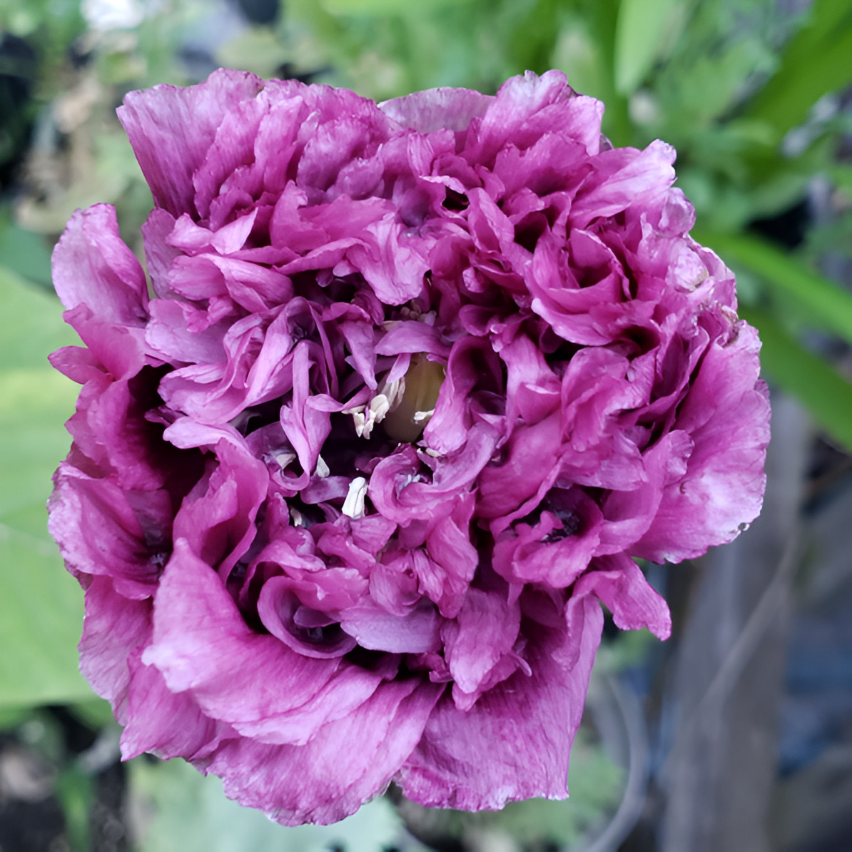 1,500 Purple Peony Poppy Seeds – P. Somniferum – Giant Purple Frilly Blooms