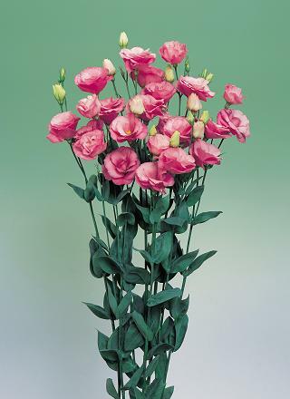 Lisianthus Arena Rose IV 250 seeds
