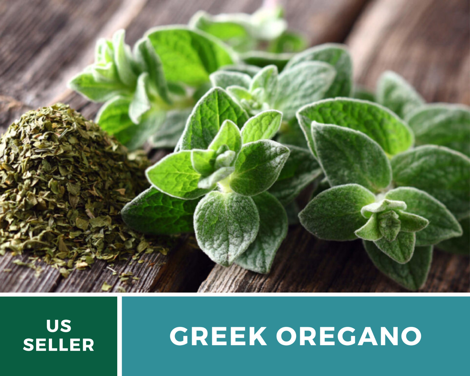 Oregano, Greek – 500 Seeds – Medicinal & Culinary Herb – Heirloom – Non GMO