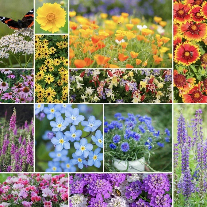 250+ Deer Resistant Wildflower Seed Mix – Perennial & Annual, Non-GMO USA Seller