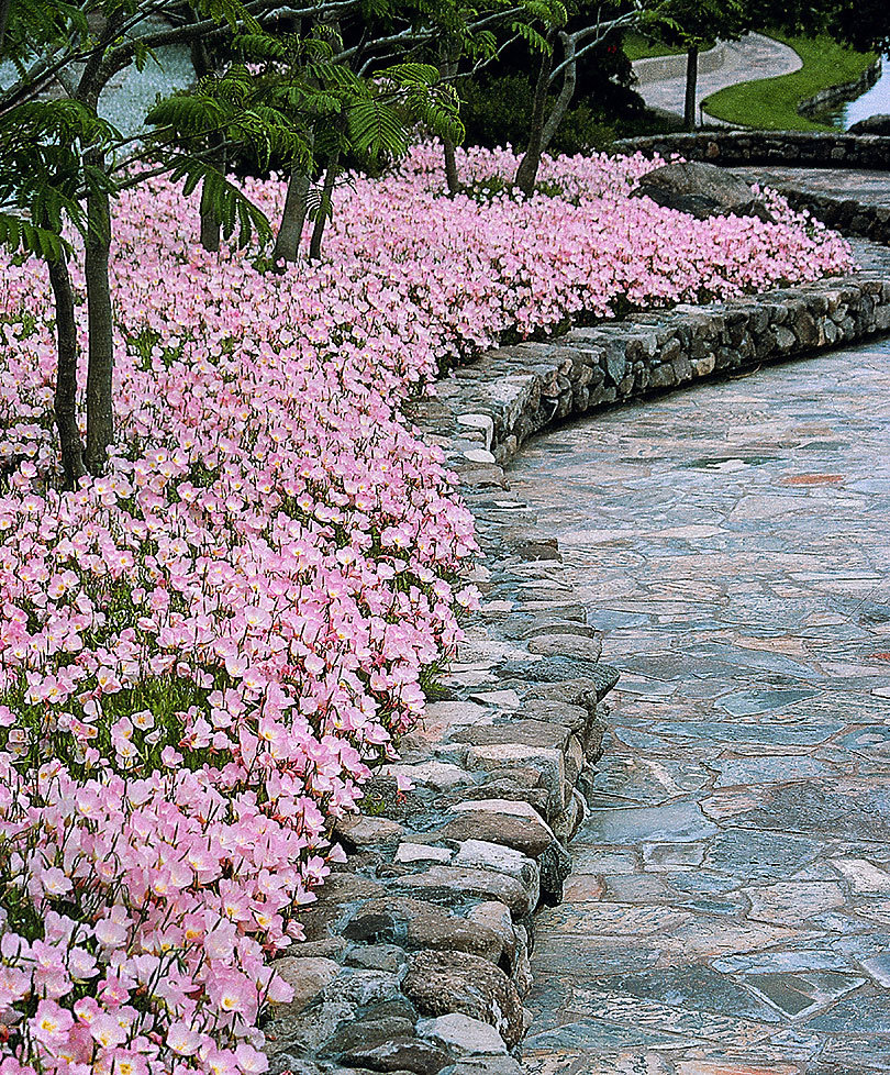 501+SHOWY Mexican EVENING PRIMROSE Seeds Groundcover Container Flower Garden