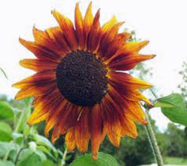 SUNFLOWER, AUTUMN BEAUTY 500 SEEDS NEWLY HARVESTED, VIVID COLORFUL BLOOM