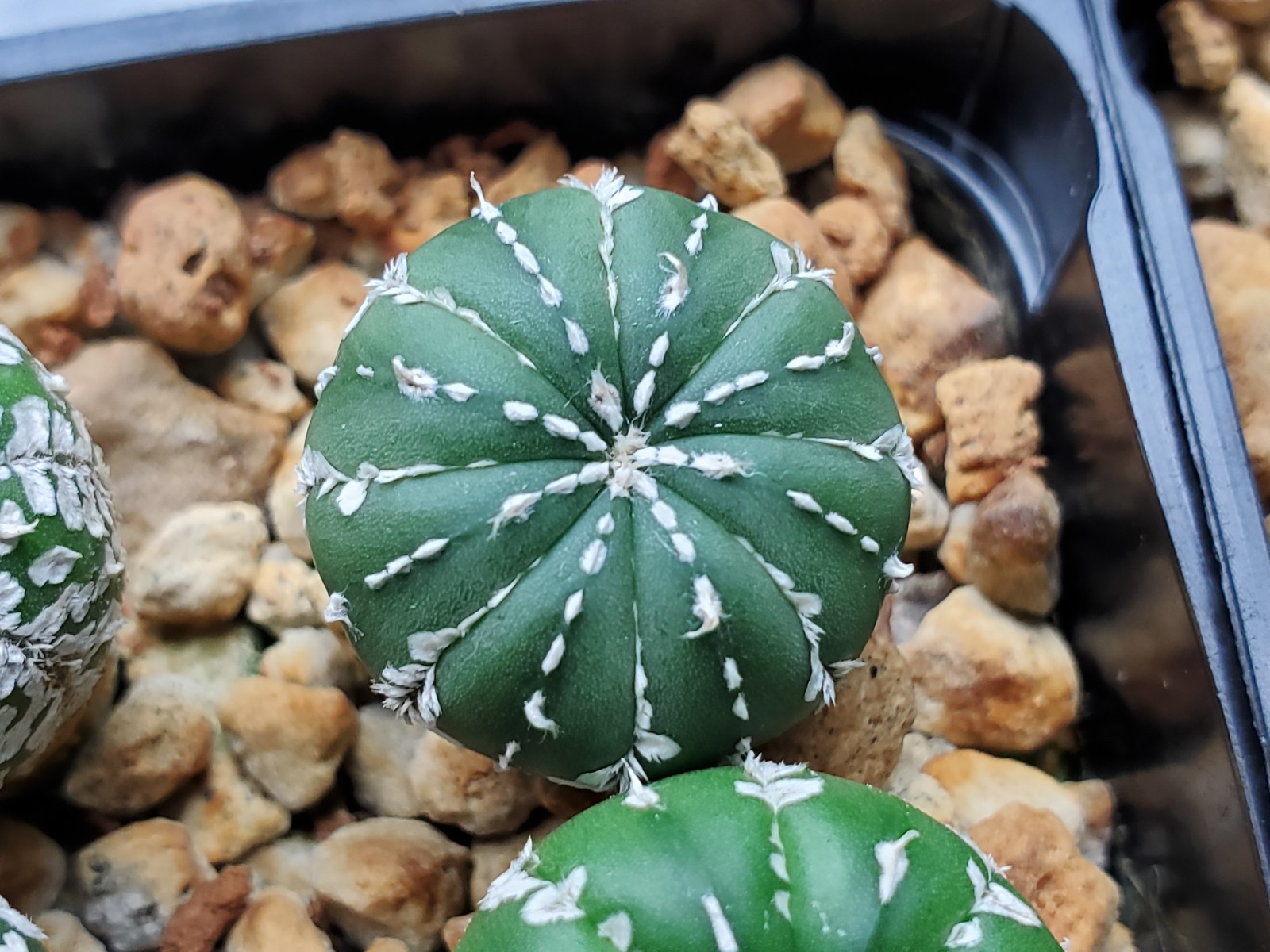 Astrophytum asterias “Mixed Cultivar” 100 Seeds