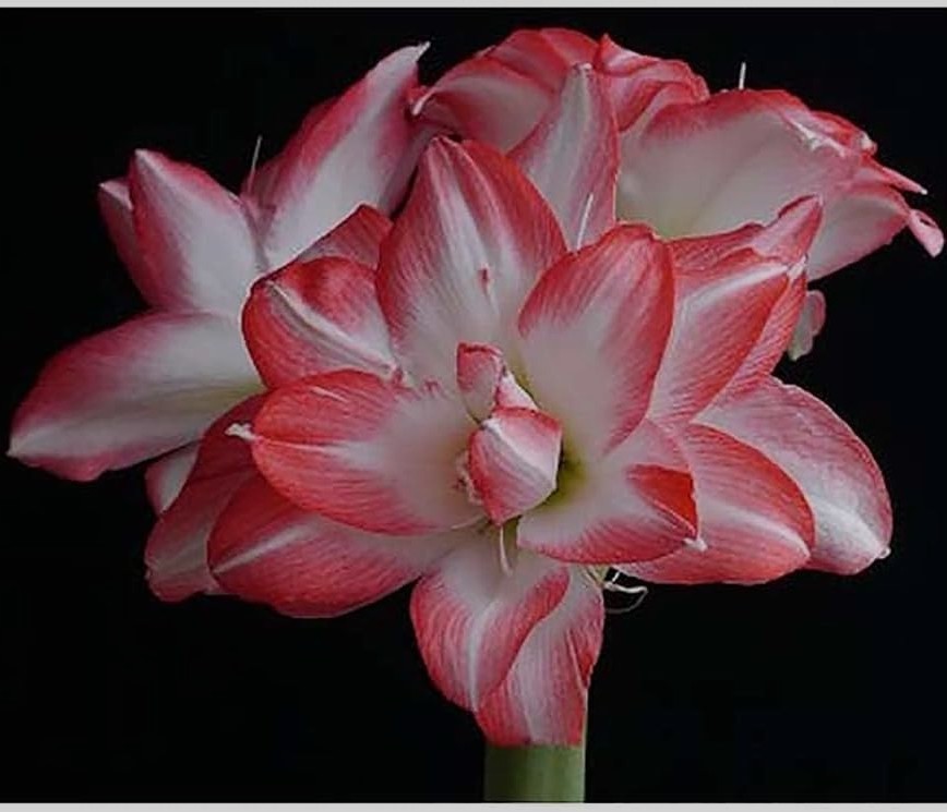 Lemon Star Double Flowering Amaryllis Spectacular Flower Bulb, Check our Store
