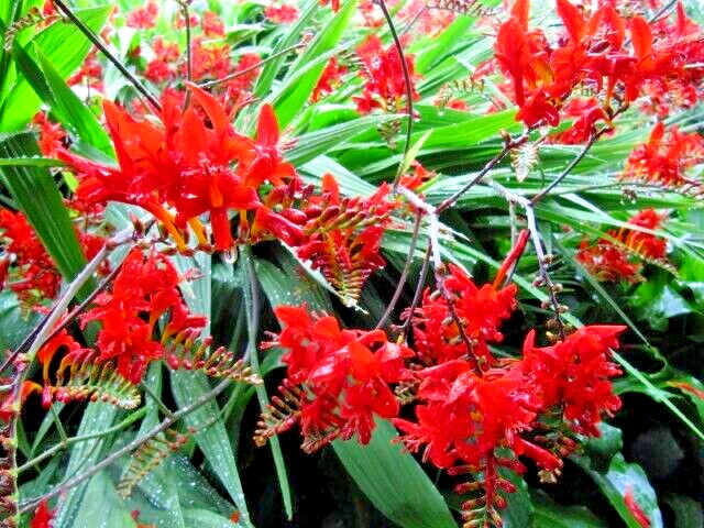 crocosmia lucifer. 112 SEEDS, bright red flowers, EZ to grow seeds, USA seller