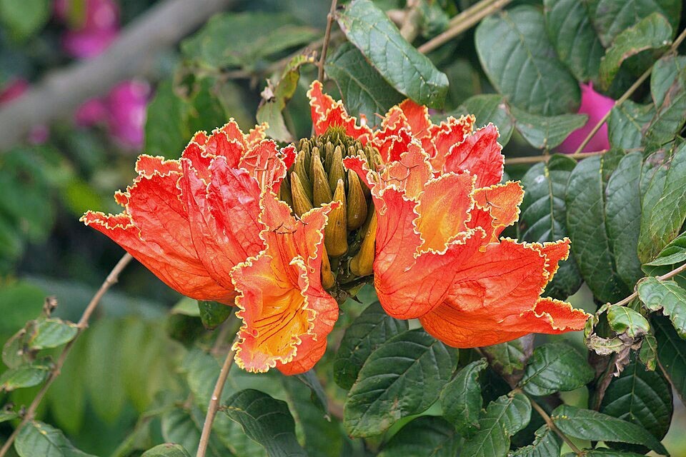Spathodea campanulata | African Tulip Tree | 10 Seeds