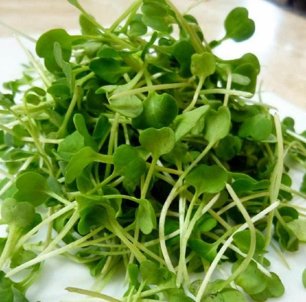 Arugula Seeds for Sprouting Microgreens, “COOL BEANS n SPROUTS” Brand.