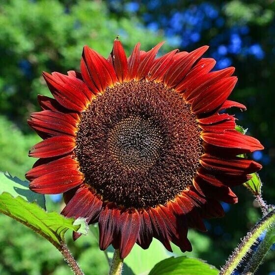 50+ RED SUN RARE SUNFLOWER SEEDS – BEAUTIFUL – NON GMO – HEIRLOOM — FRESH