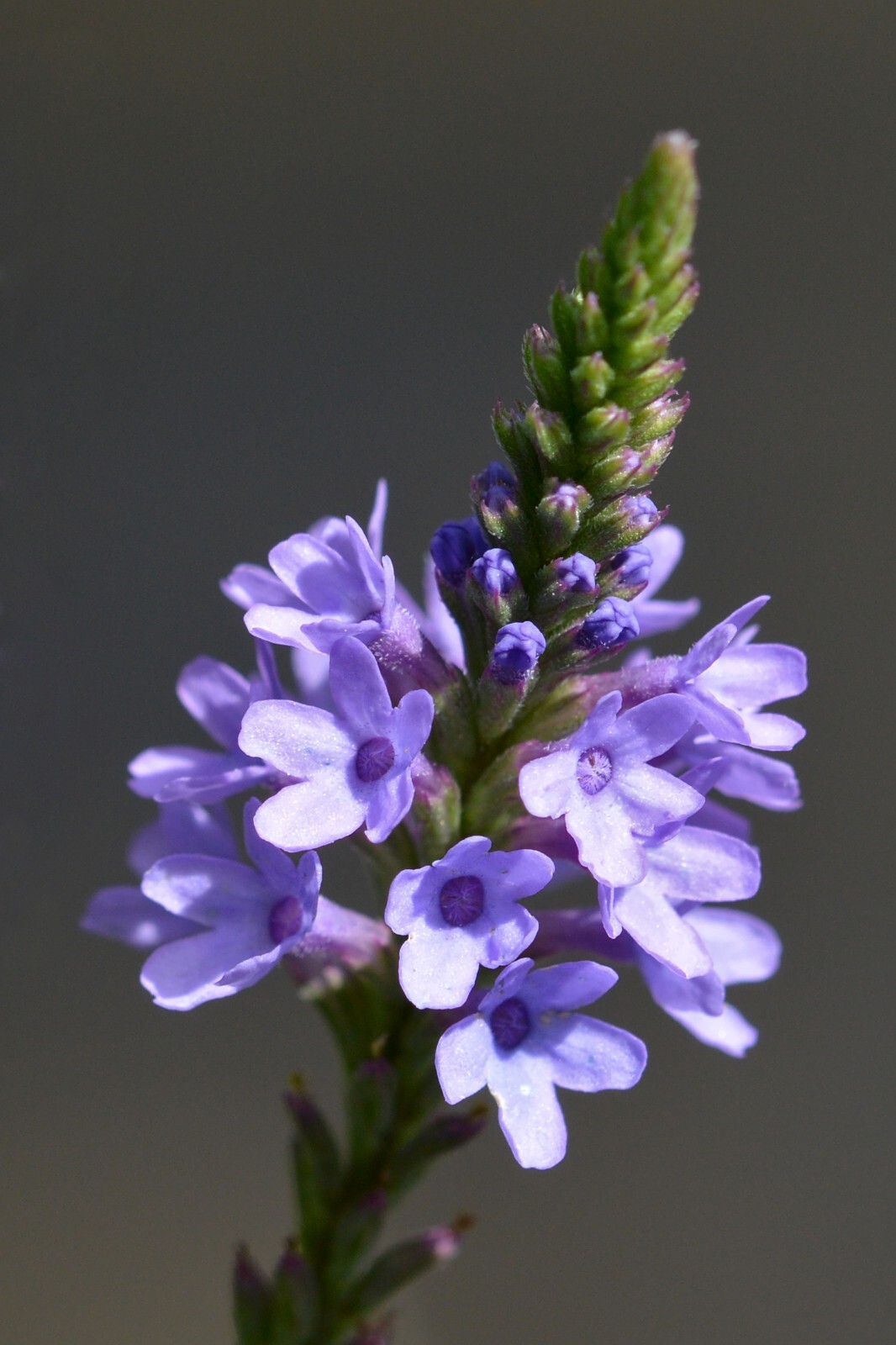 500 Blue Vervain Seeds – Verbena hastata Seeds – Medicinal Herb – Lovely Flower!