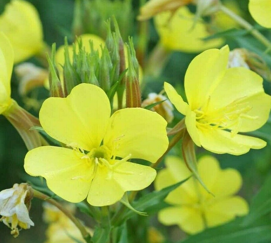 EVENING PRIMROSE SEEDS 2000+ COMMON biennial YELLOW flower GARDEN FREE SHIPPING