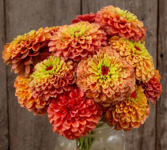 Zinnia QUEENY LIME ORANGE Cut Flower Garden Elegant Blooms Heirloom 25 Seeds