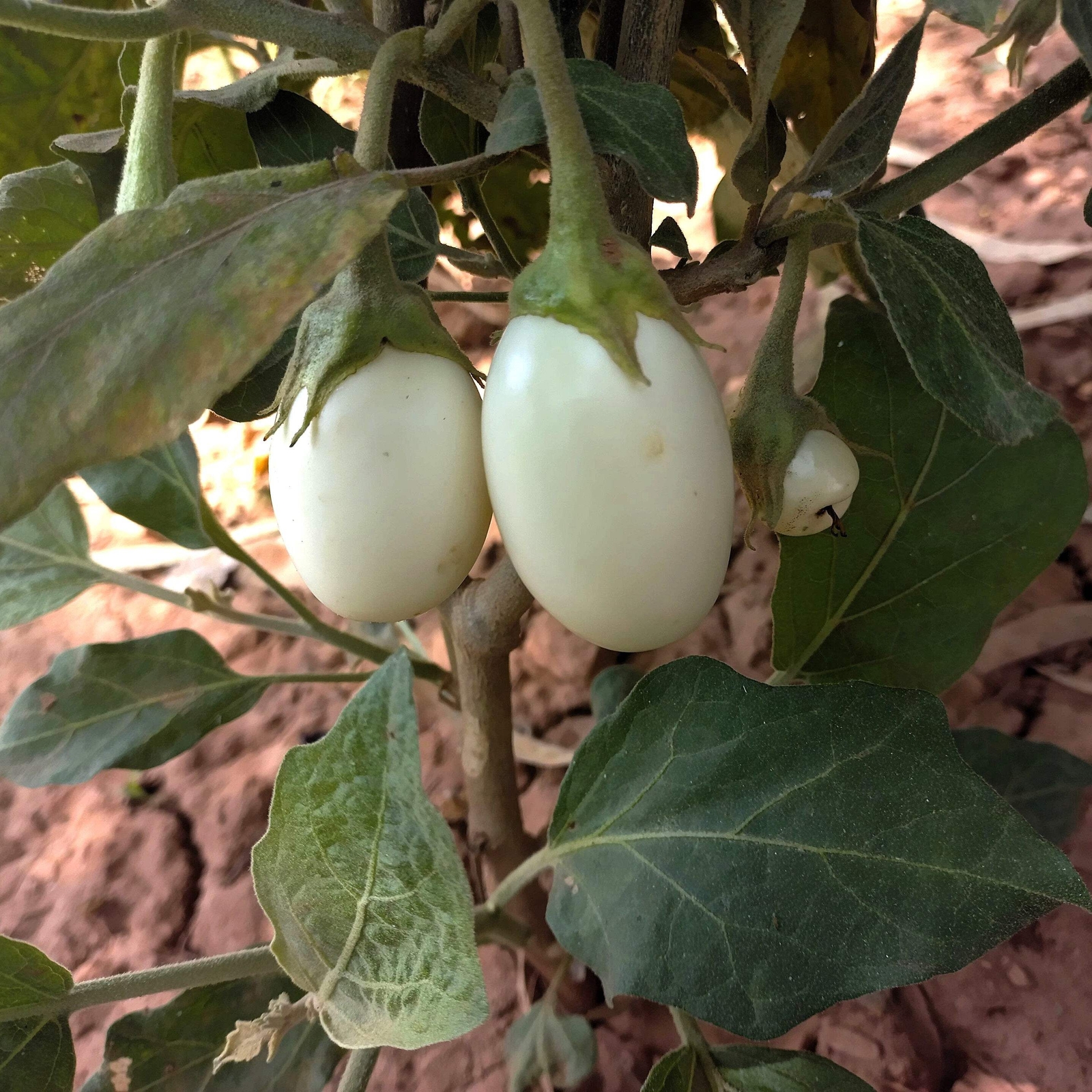 30 EASTER EGG PLANT Ornamental Easter Eggplant / Nest Egg Solanum Ovigerum Seeds