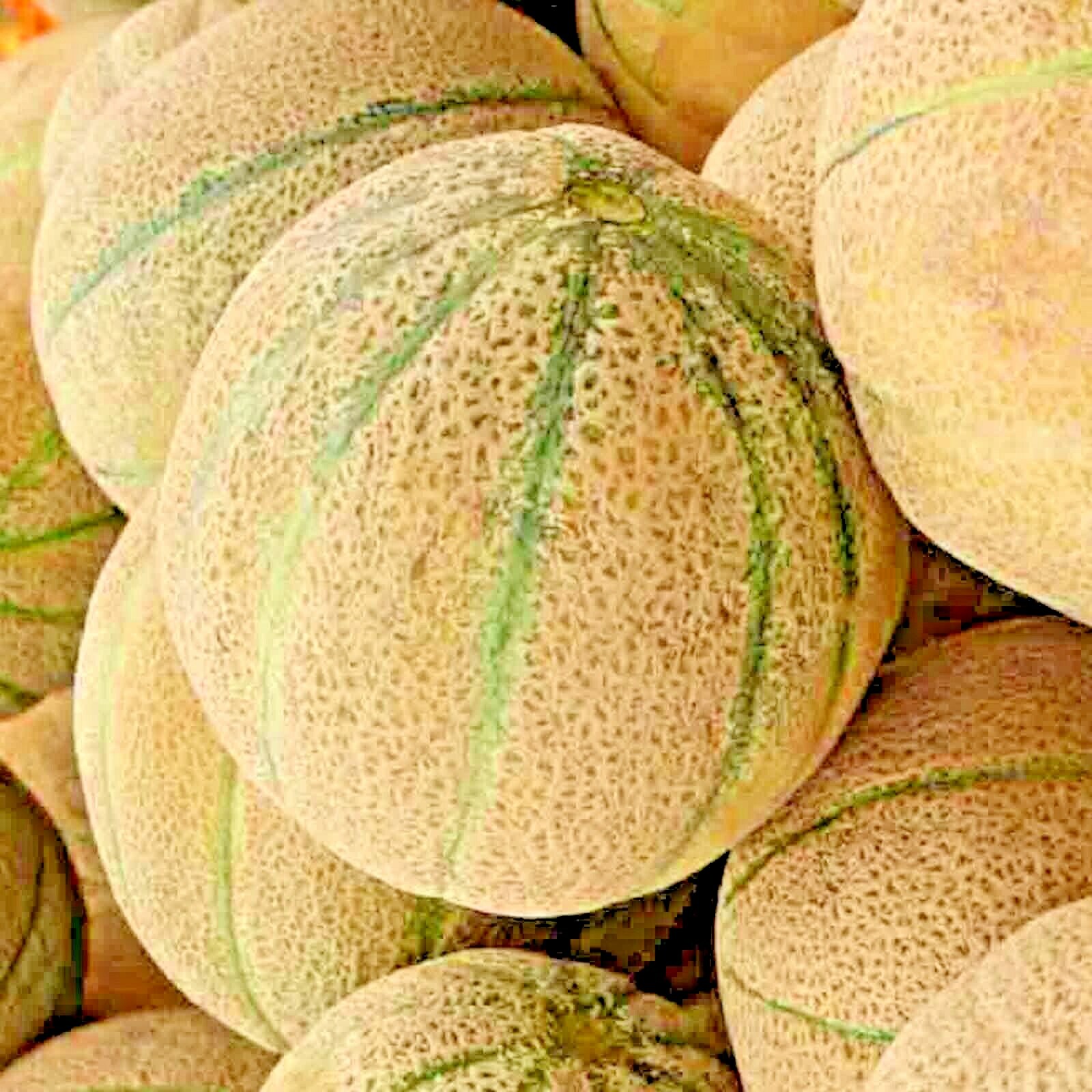 HONEY ROCK SPRING CANTALOUPE MELON HONEYROCK HEIRLOOM NON-GMO 20 SEEDS SWEET USA
