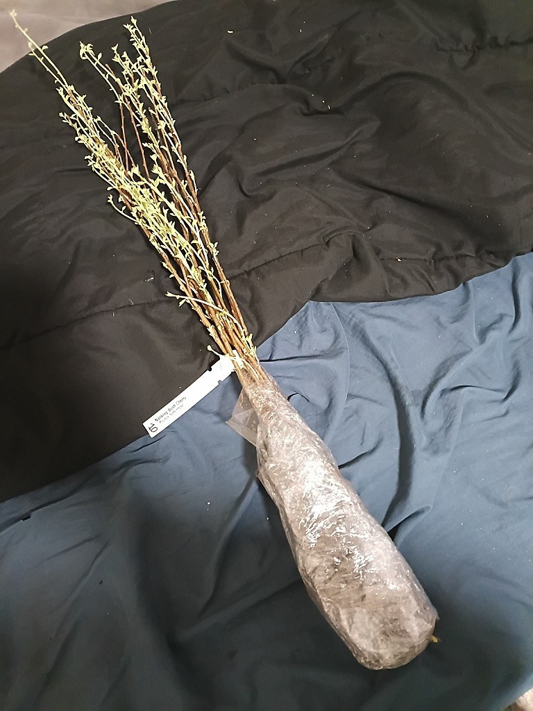 15 Nanking Bush Cherry Seeds.