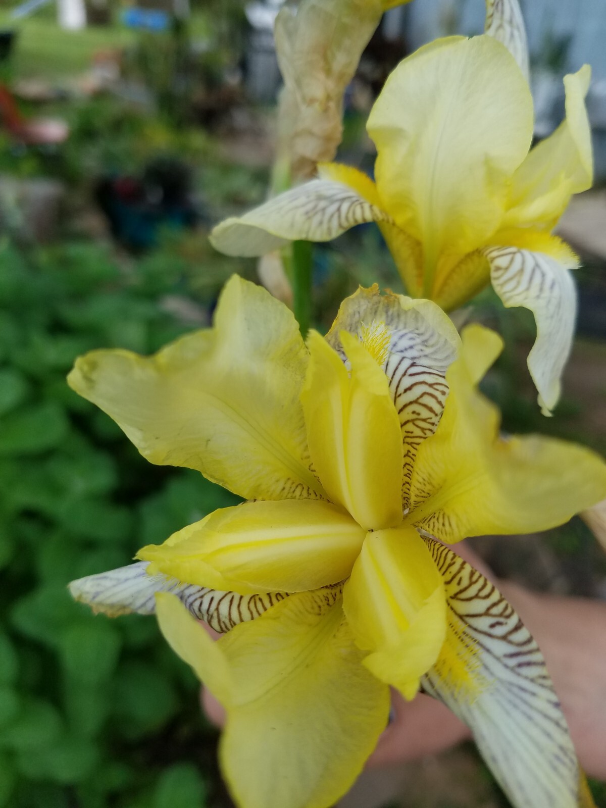 5x MIXED VARIETIES/COLORS IRIS Bulbs/Rhizomes FRESH