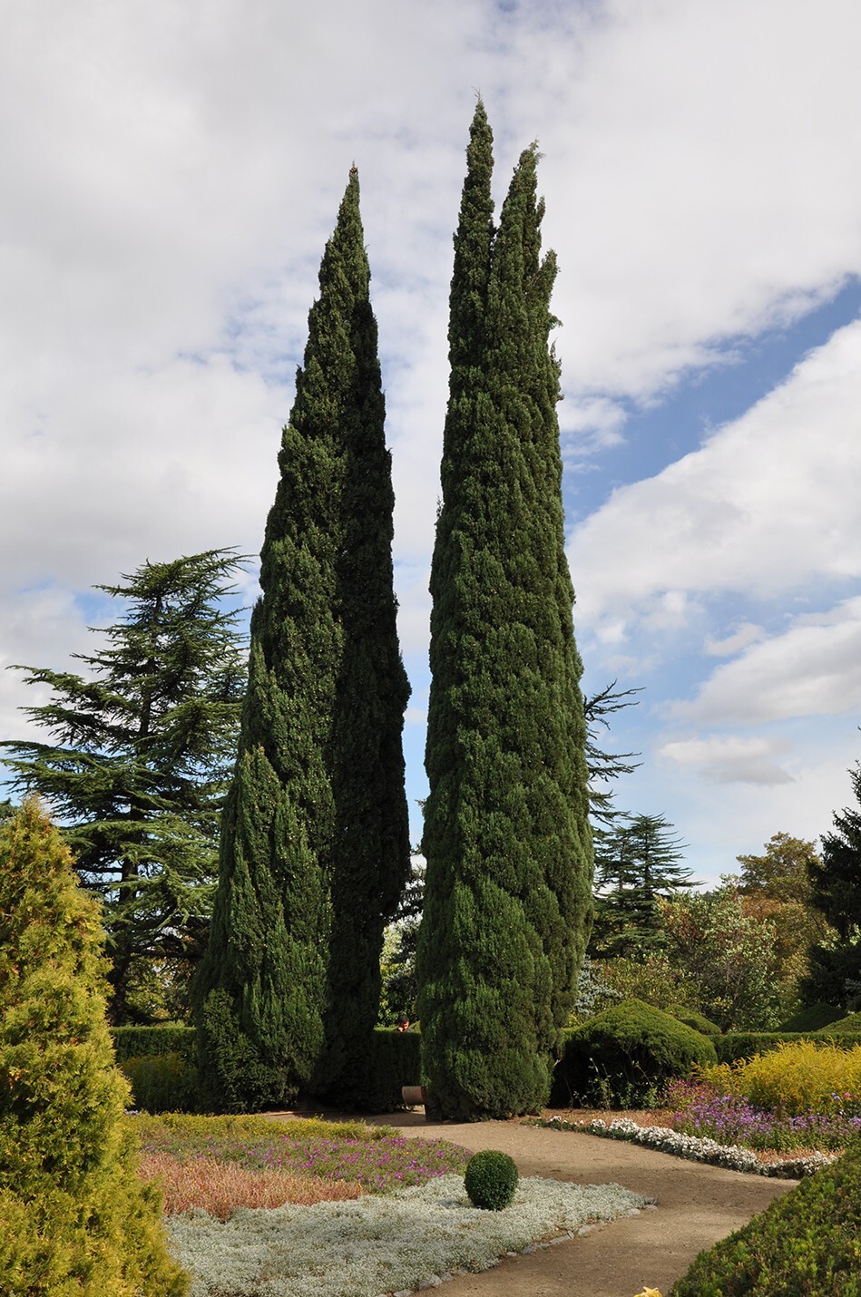 Upright Italian Cypress | Premium Seeds | Cupressus sempervirens Stricta Plants’