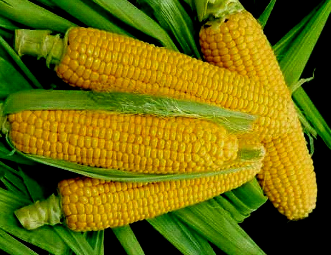 Sweet Corn Seeds Golden Bantam 100 Organic Yellow Seed Heirloom Garden NON-GMO