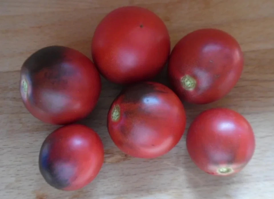 10 seeds Dwarf Mocha’s Cherry Tomato ORGANIC Rare Anthocyanin Variety