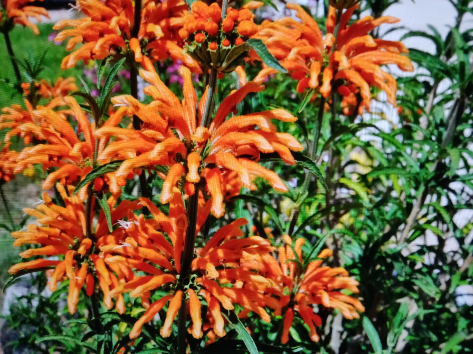 100 WILD DAGGA SEEDS(LEONOTIS LEONURUS/SEMILLAS DE COLA DE LEON