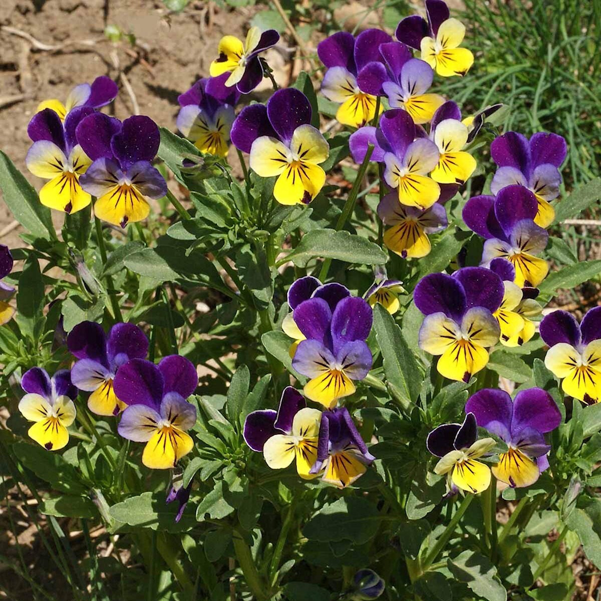 1 Oz Helen Mount Johnny Jump Up Wildflower Seeds – Everwilde Farms Mylar Packet