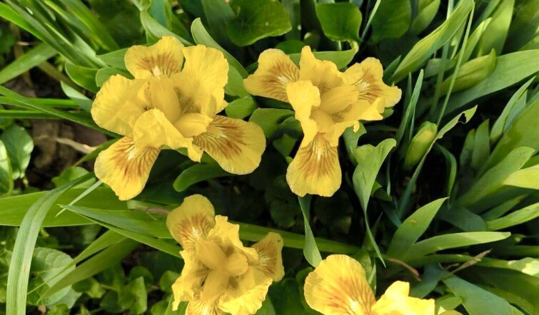 Yellow Flag Iris, Water Iris, Iris Pseudacorus – 30 Seeds 2024 – USA