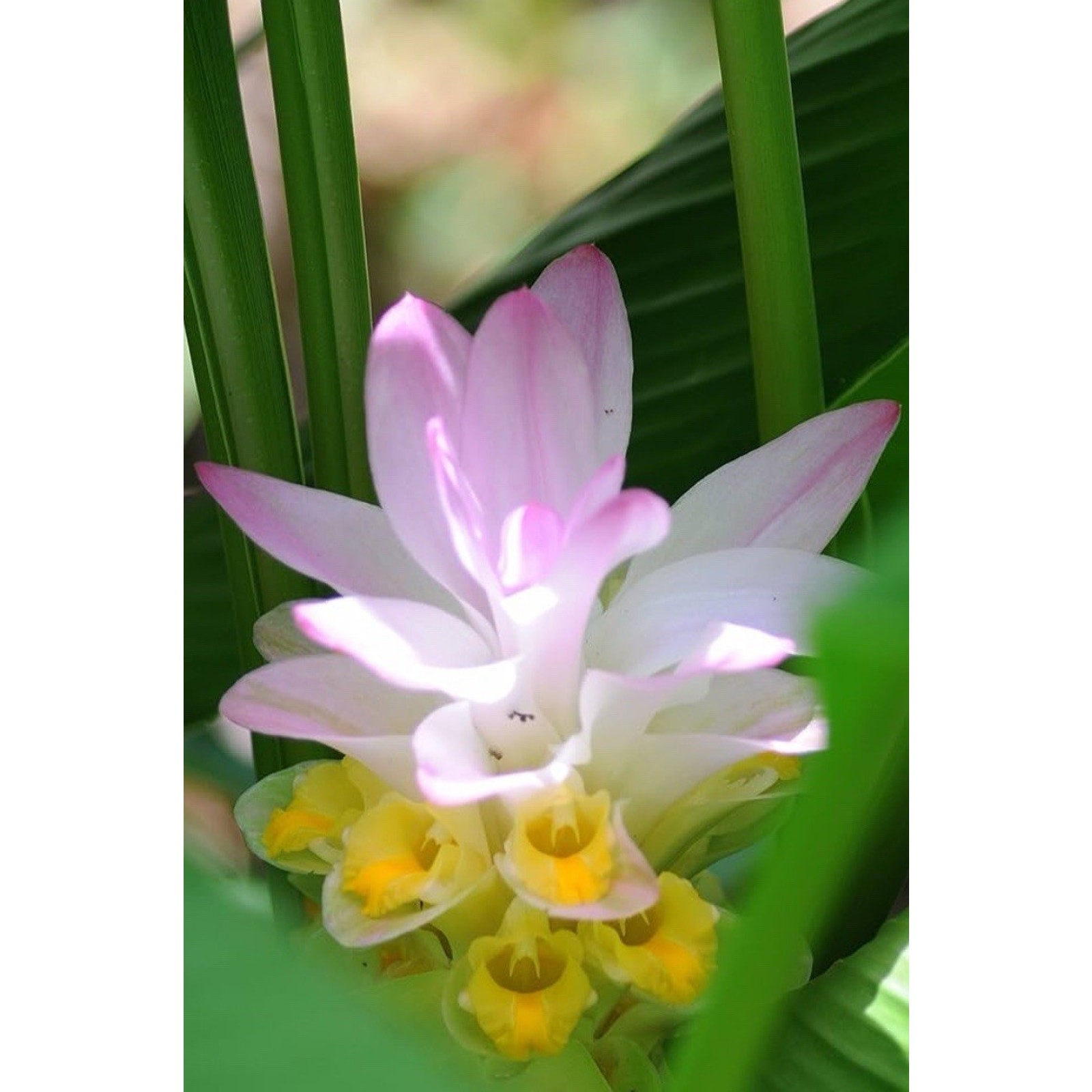 Ginger Curcuma Petiolata Hidden Pink Flowering 5 Rhizomes