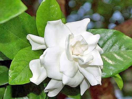 Gardenia jasminoides | Cape Jasmine | Gandharaj | 100 Seeds